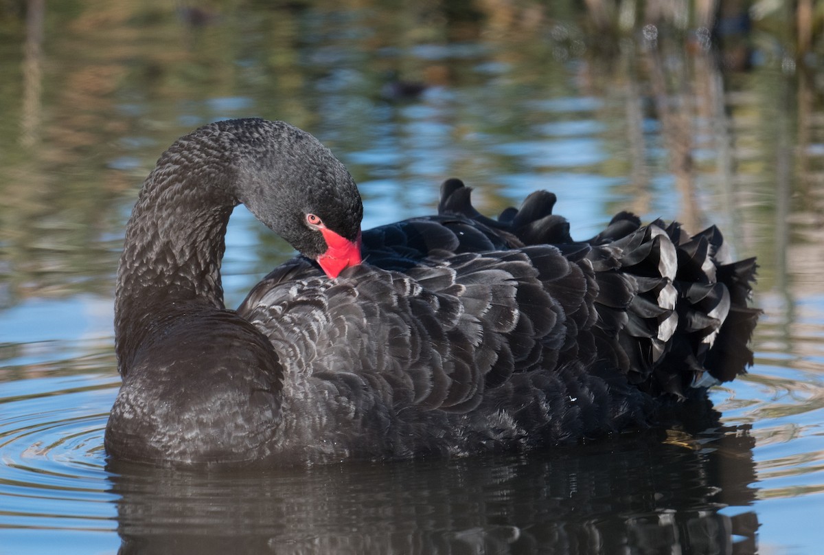 Black Swan - ML621221981