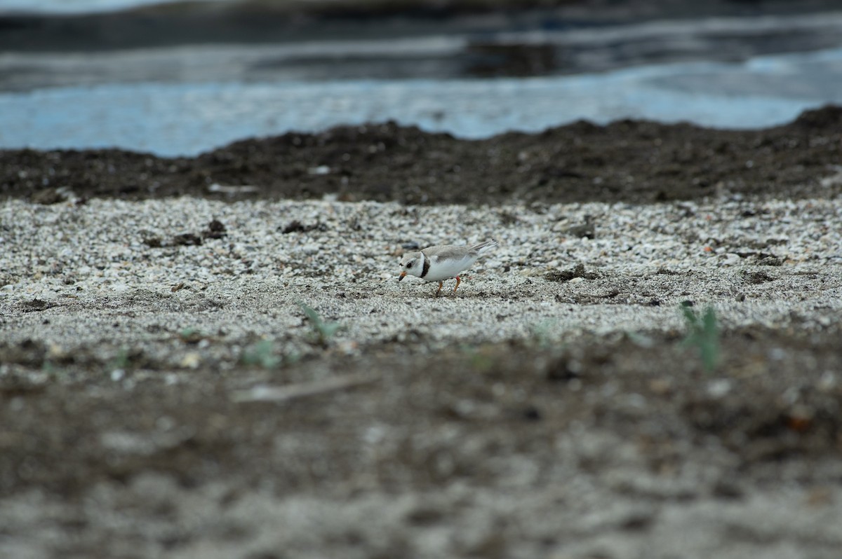 Piping Plover - ML621221993