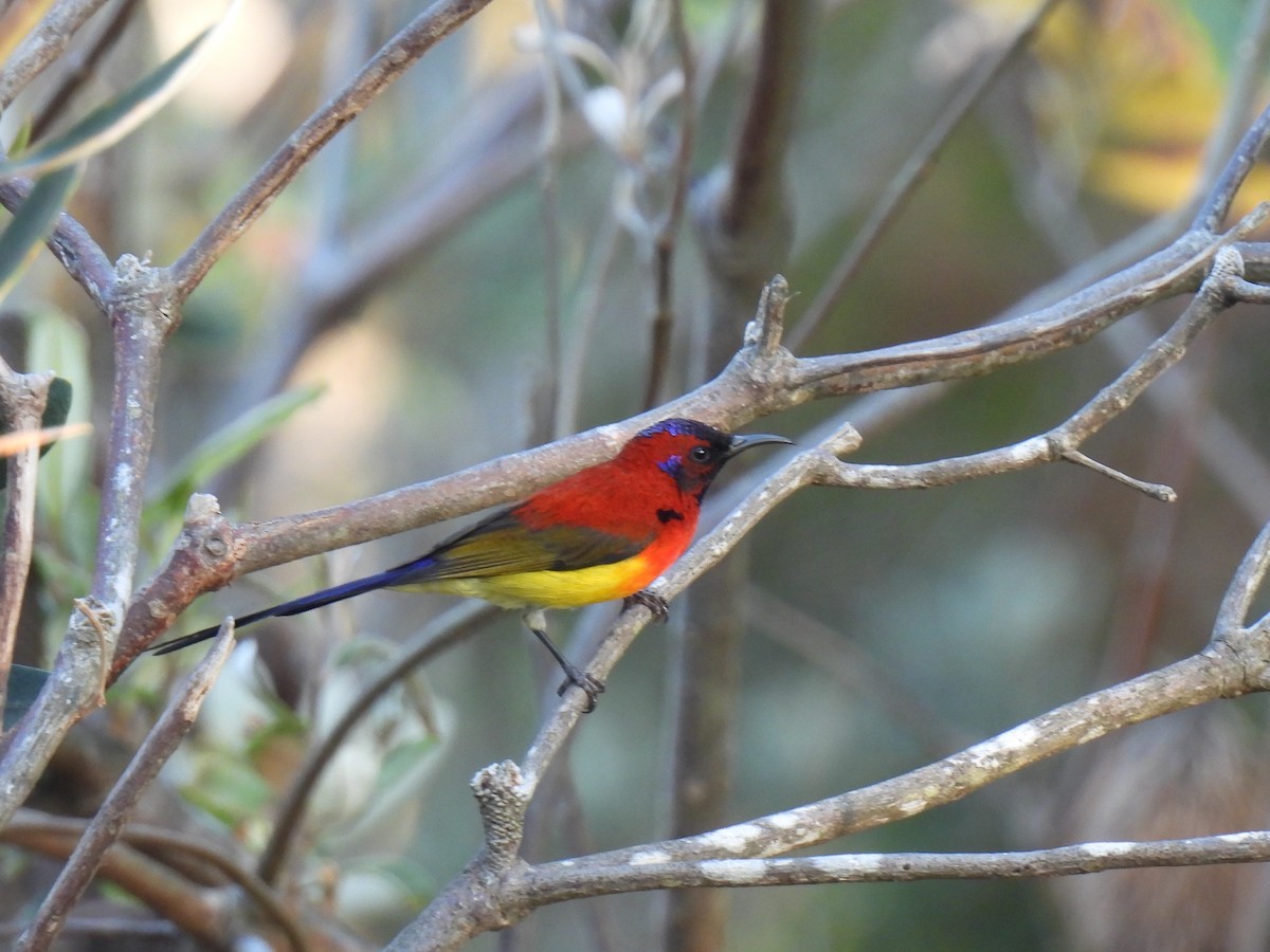 Mrs. Gould's Sunbird - ML621222006