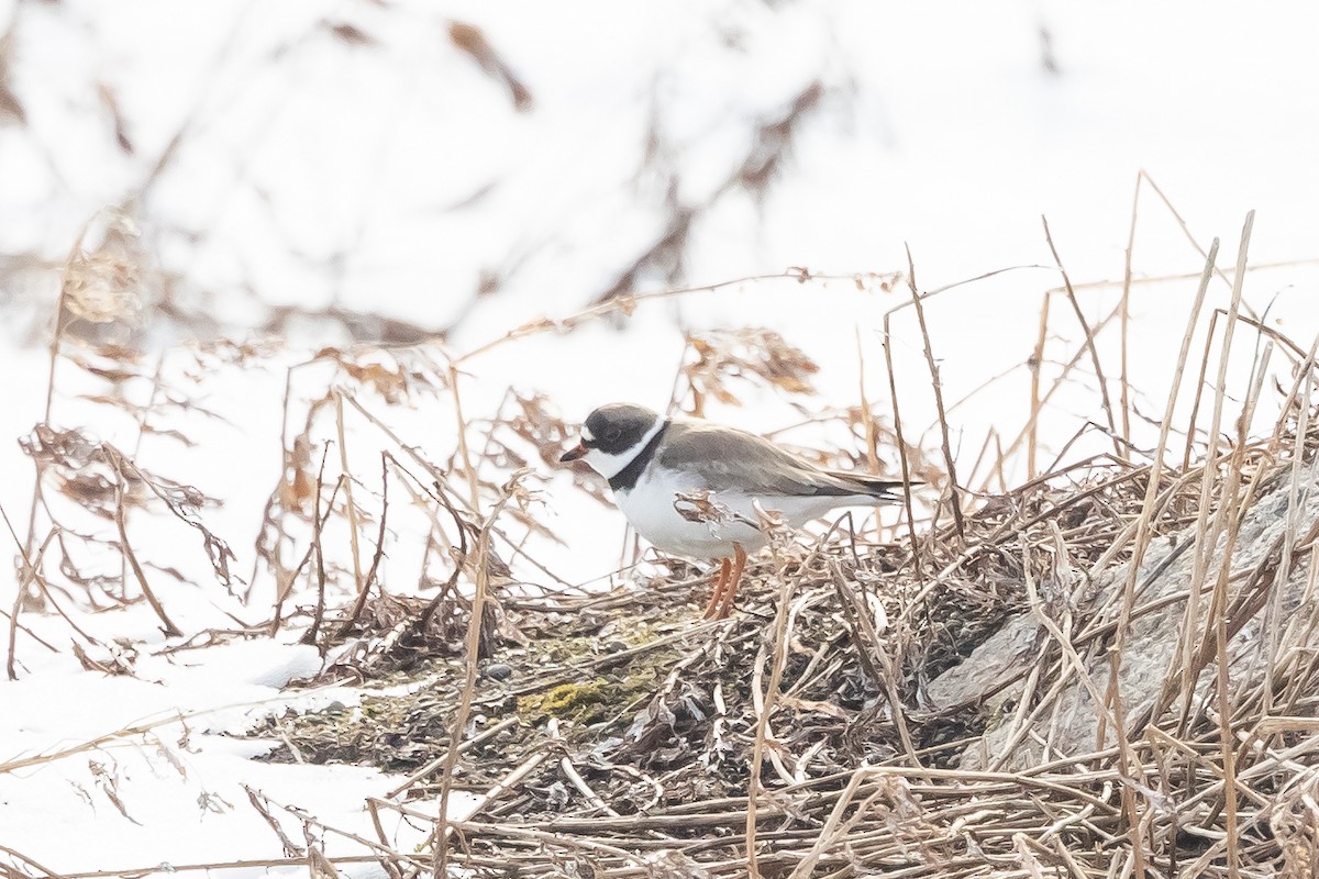 Common Ringed Plover - ML621222030