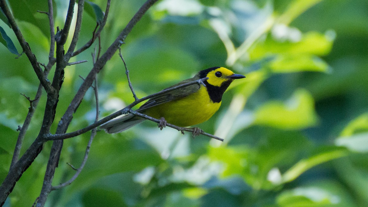 Hooded Warbler - ML621222048