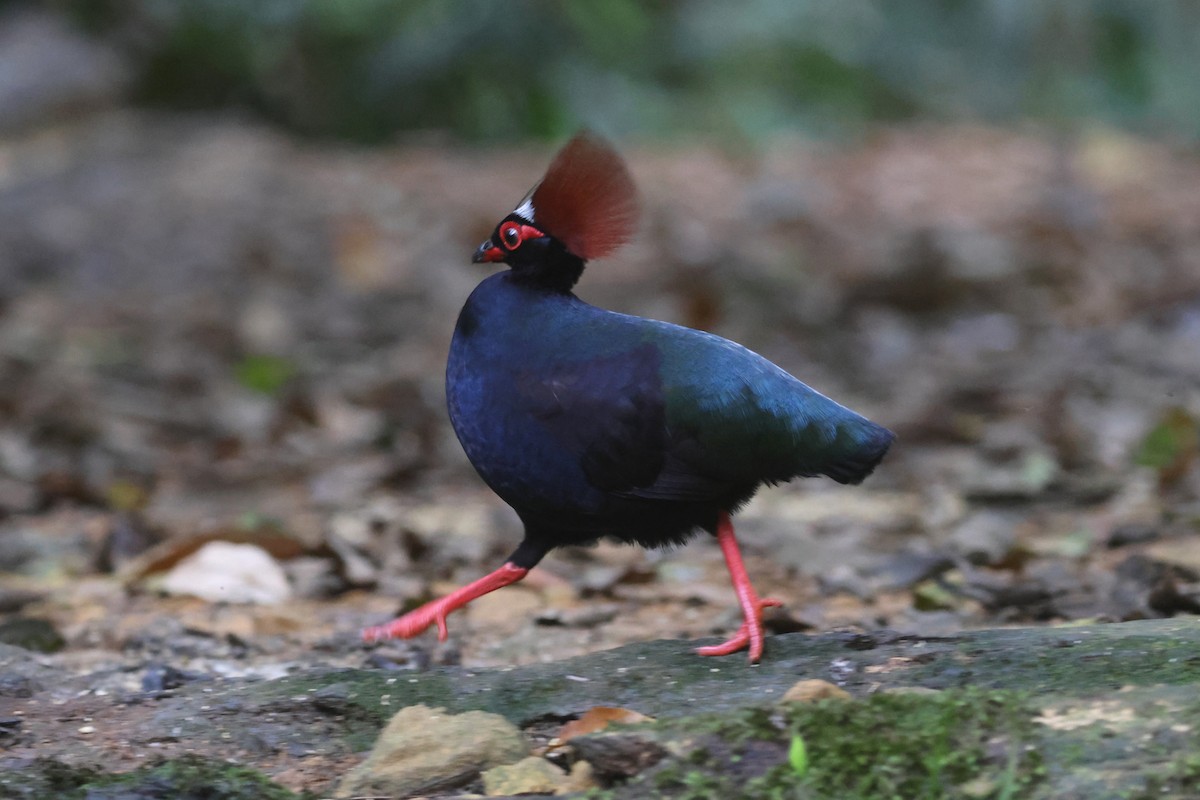 Crested Partridge - ML621222094