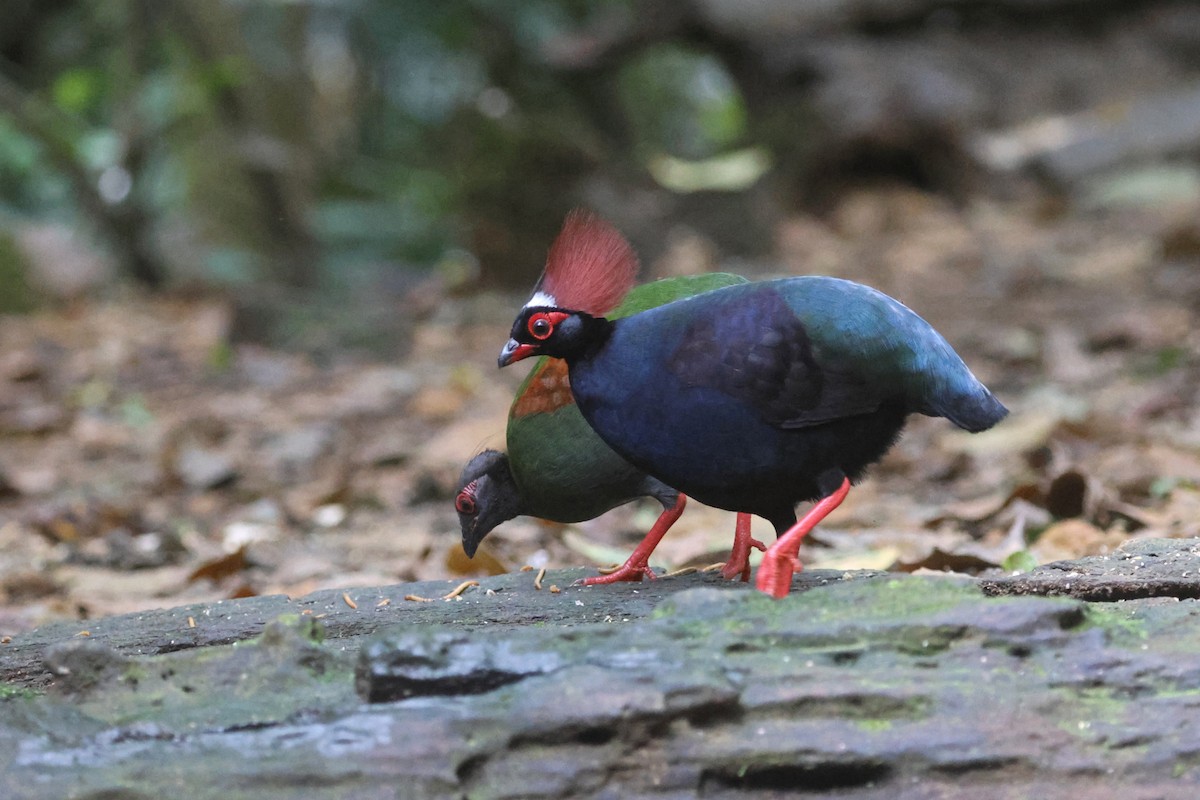 Crested Partridge - ML621222095