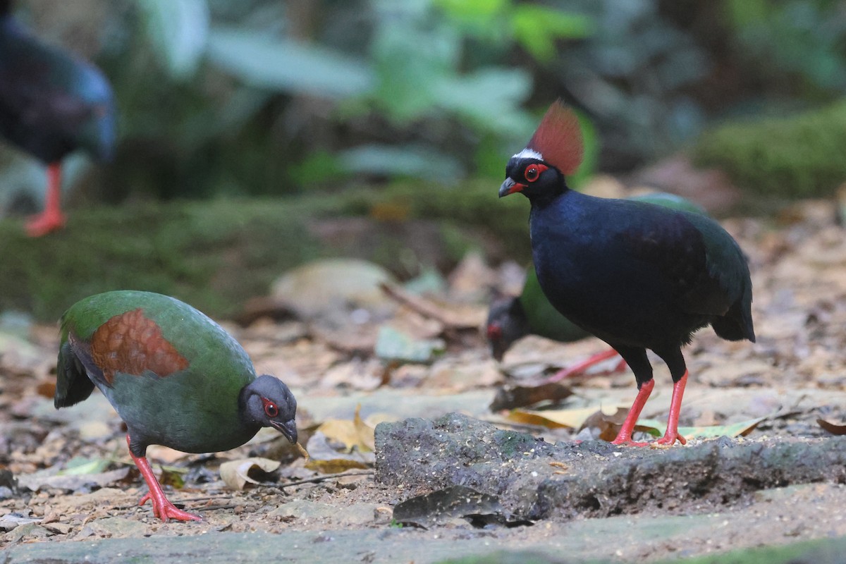 Crested Partridge - ML621222096