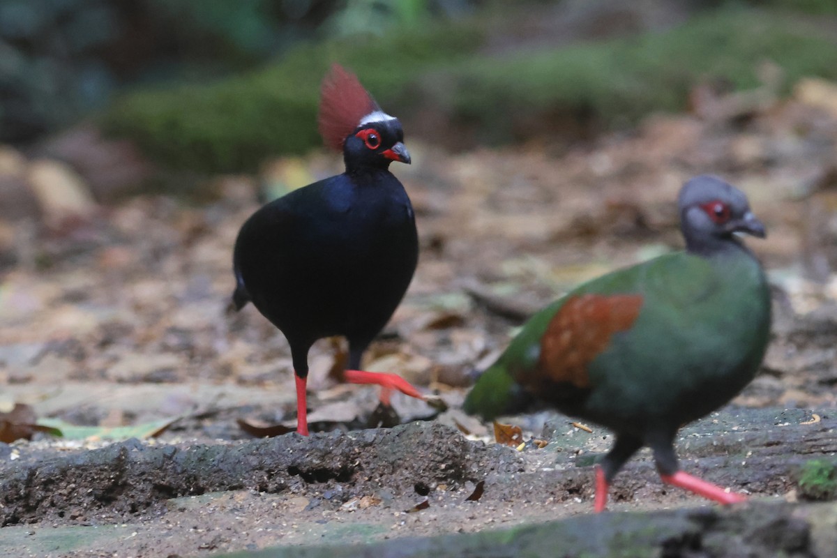 Crested Partridge - ML621222097