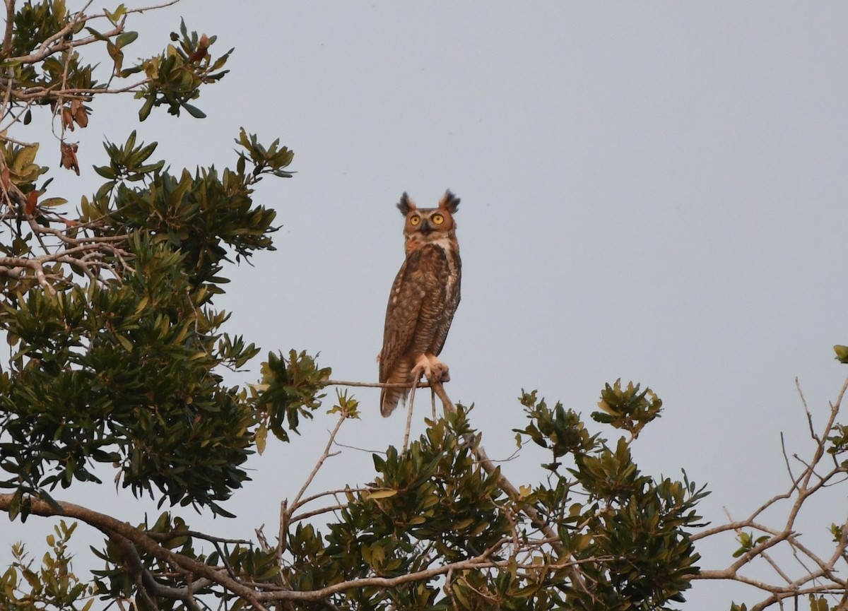 Great Horned Owl - ML621222140