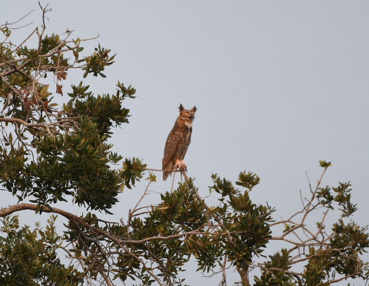 Great Horned Owl - ML621222147
