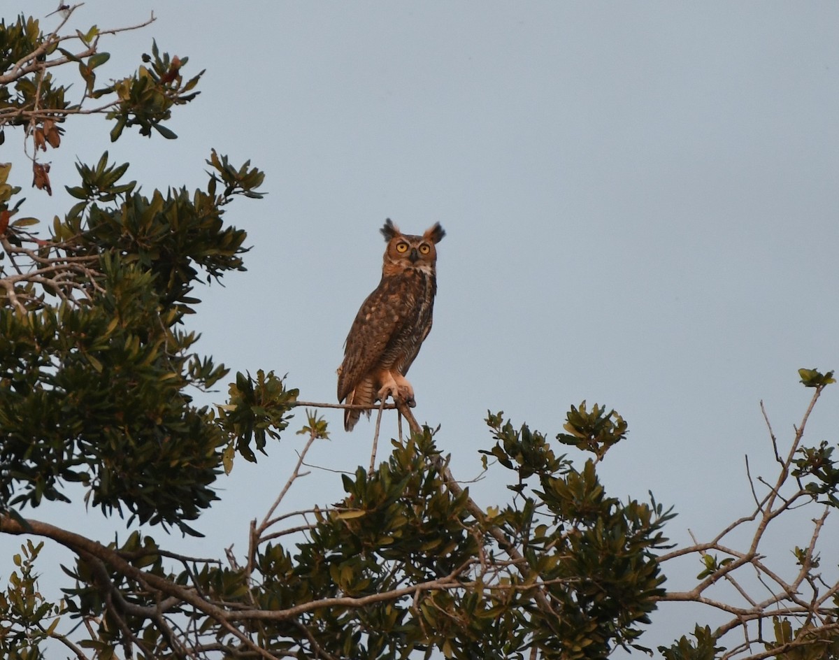 Great Horned Owl - ML621222160