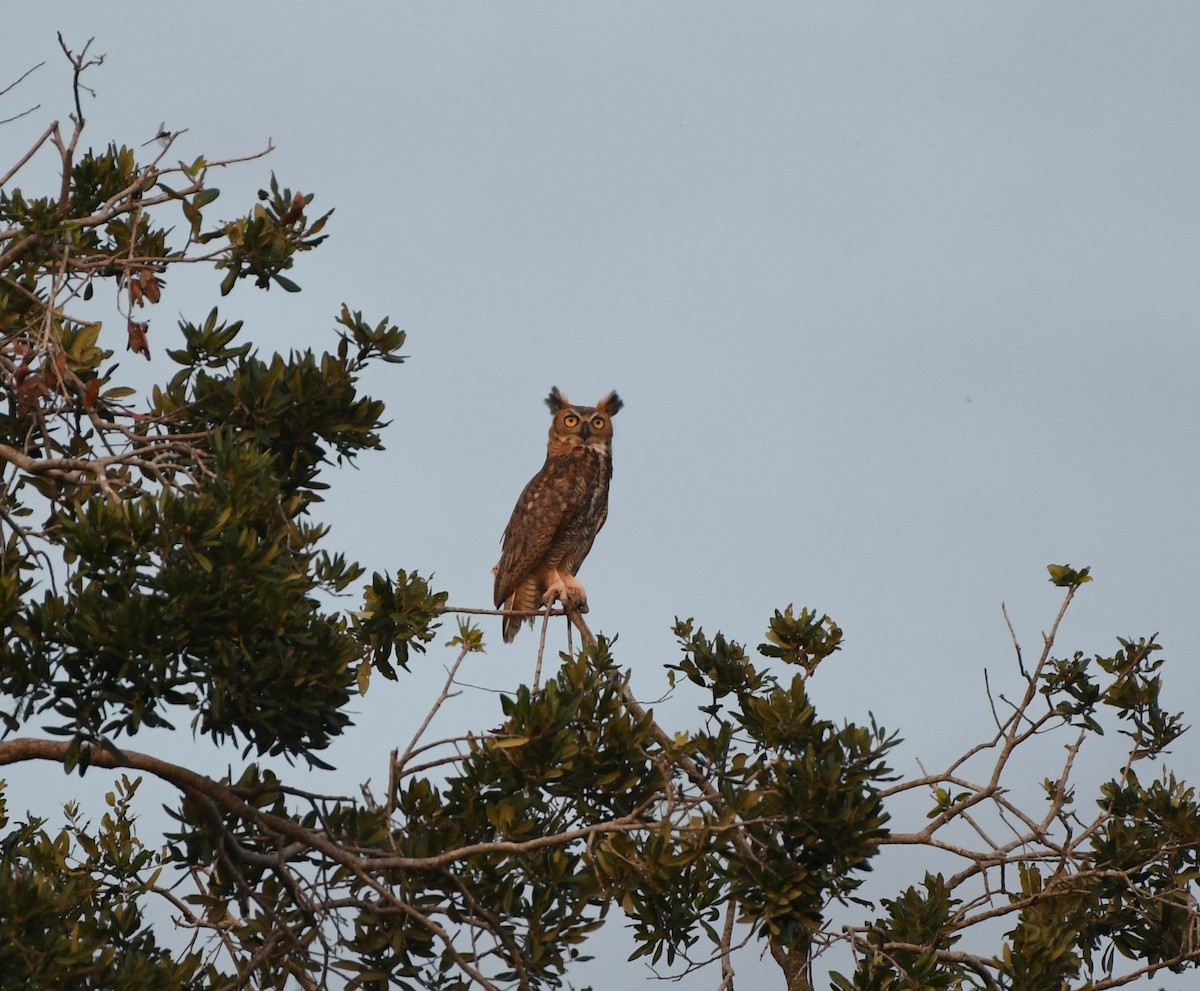 Great Horned Owl - ML621222161