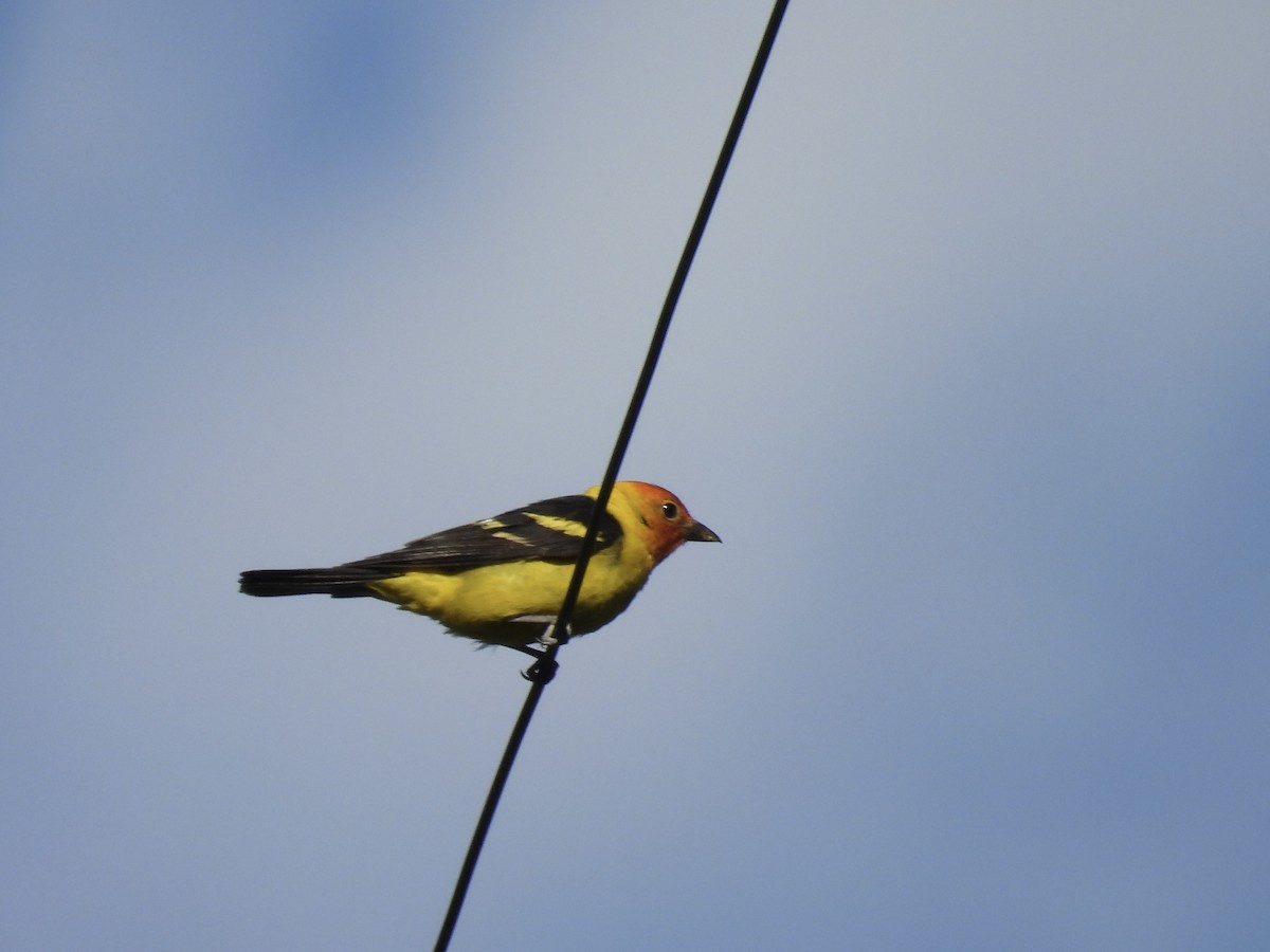 Western Tanager - ML621222165