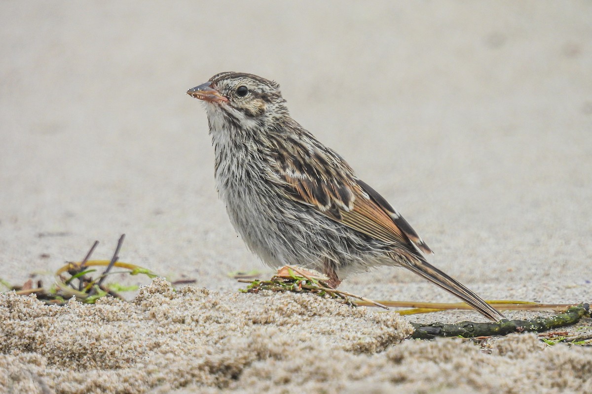Savannah Sparrow - ML621222172