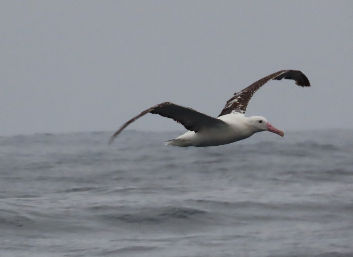 Snowy/Tristan/Antipodean Albatross - ML621222180