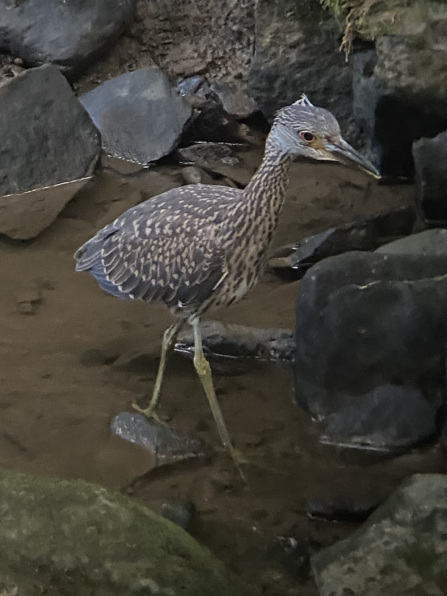 Yellow-crowned Night Heron - Steve Northrop