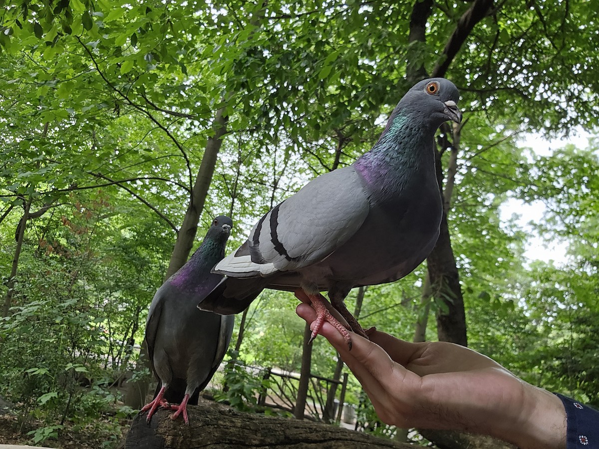 Rock Pigeon (Feral Pigeon) - ML621222269
