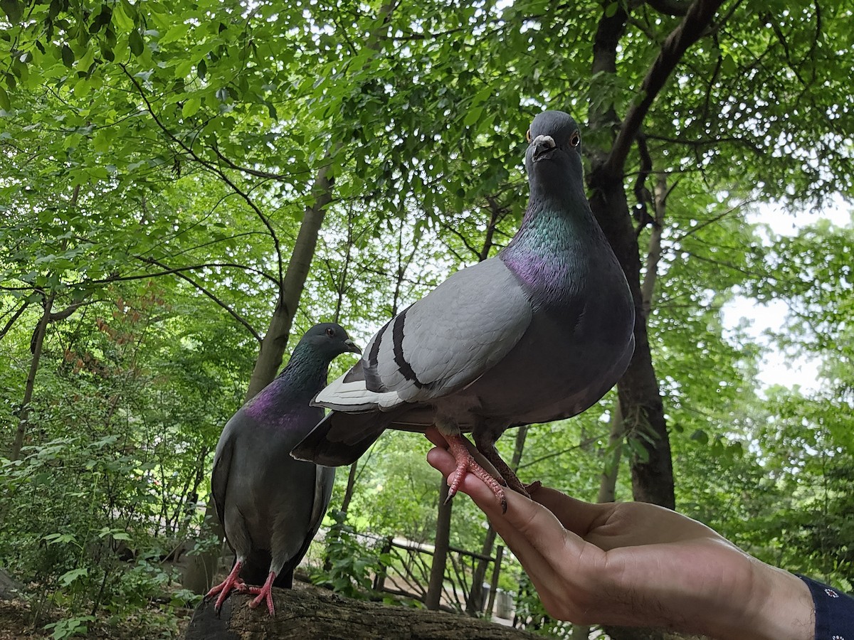 Rock Pigeon (Feral Pigeon) - ML621222270