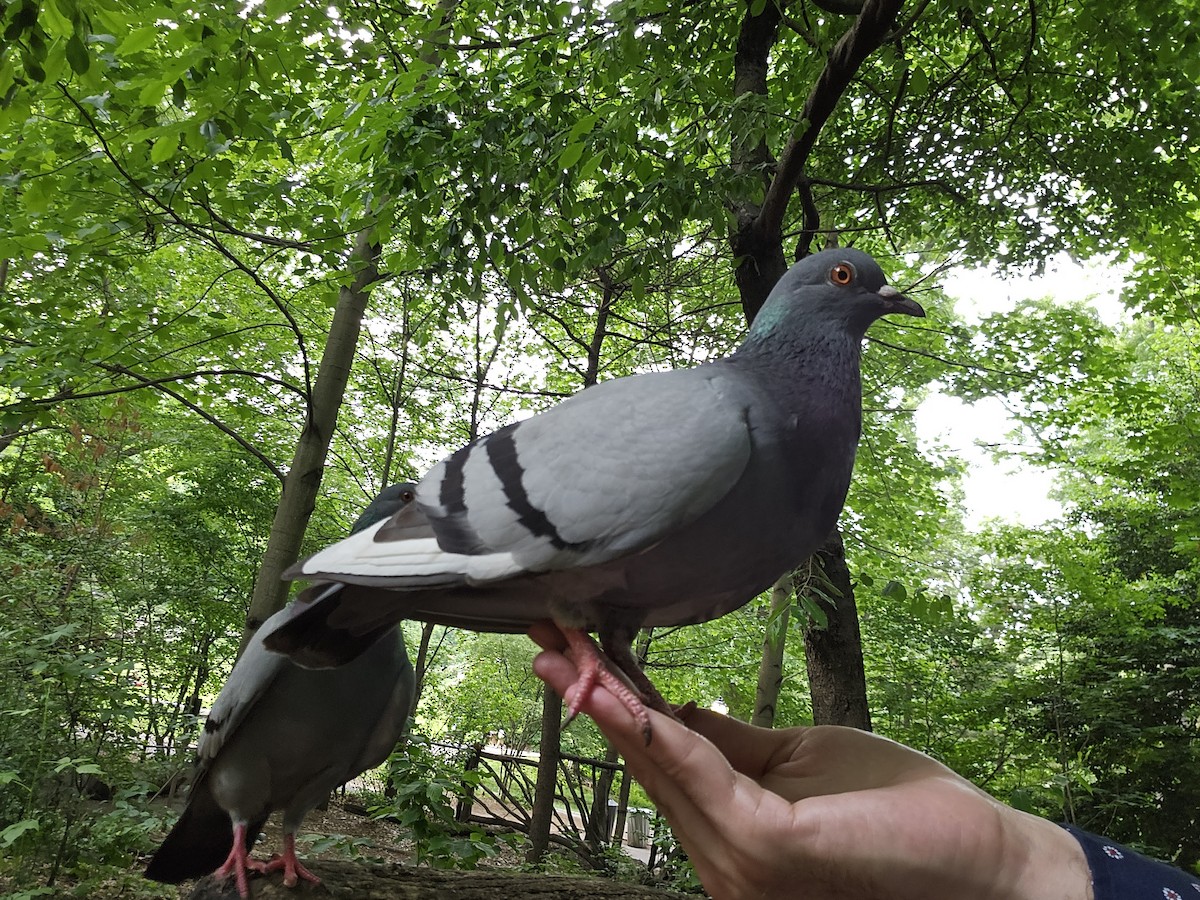 Rock Pigeon (Feral Pigeon) - ML621222271