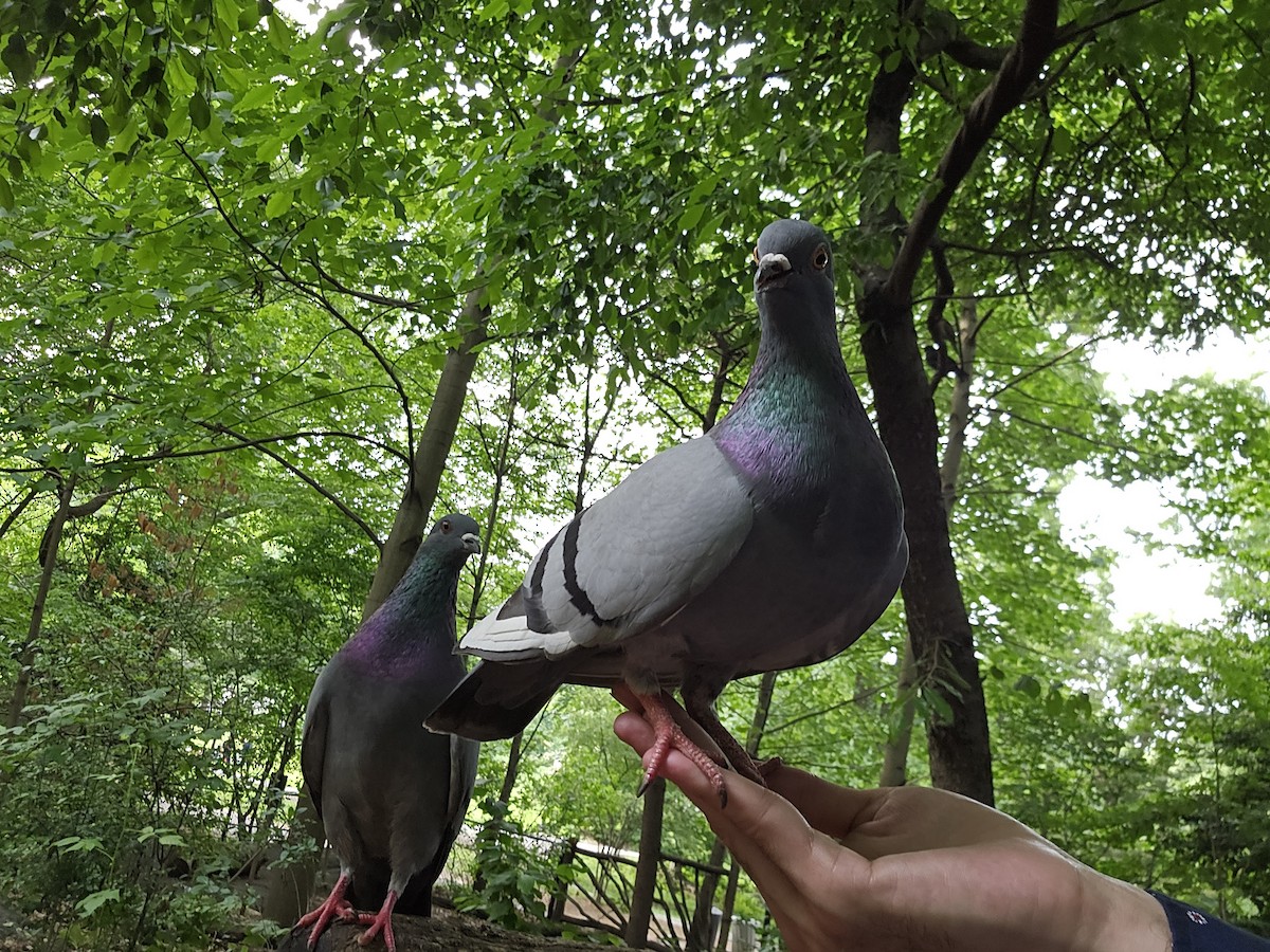 Rock Pigeon (Feral Pigeon) - ML621222272