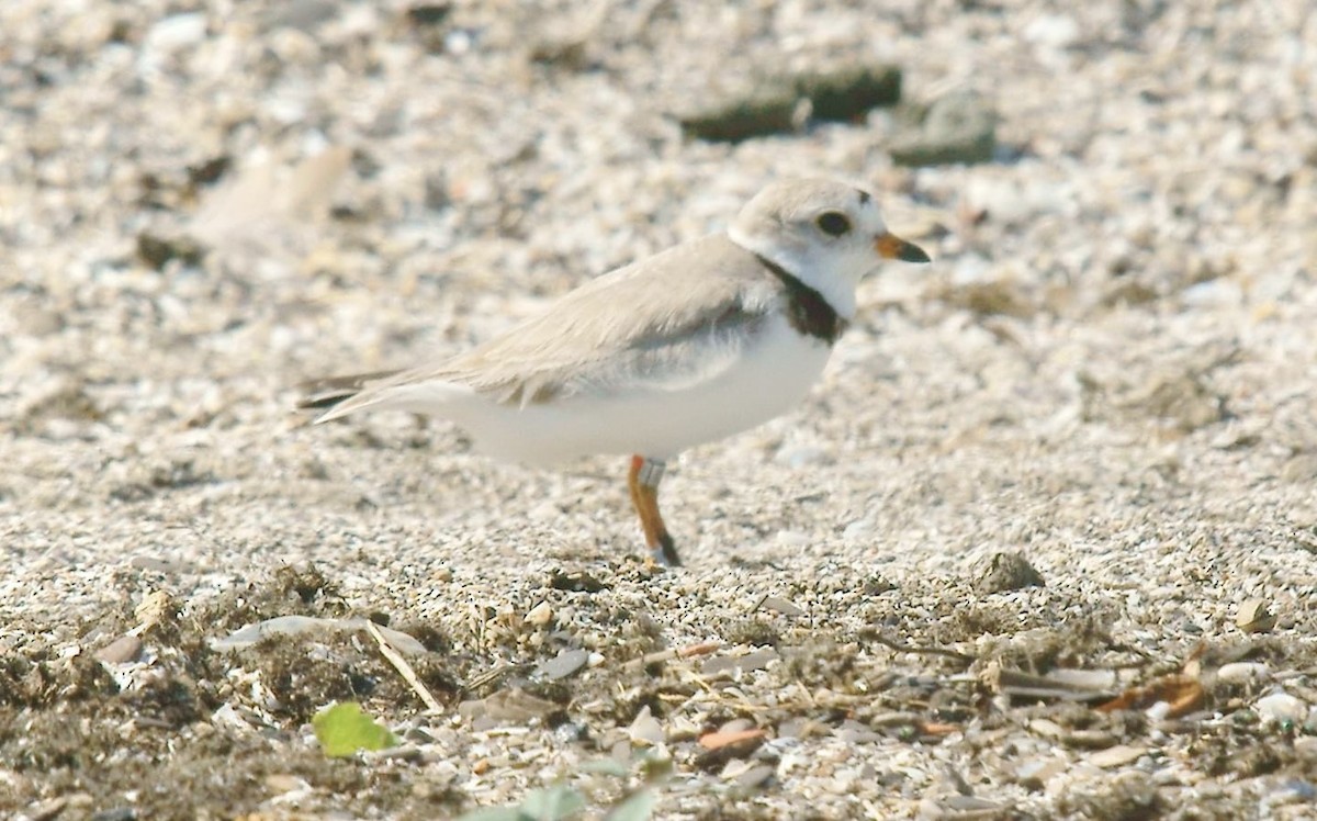 Piping Plover - ML621222281