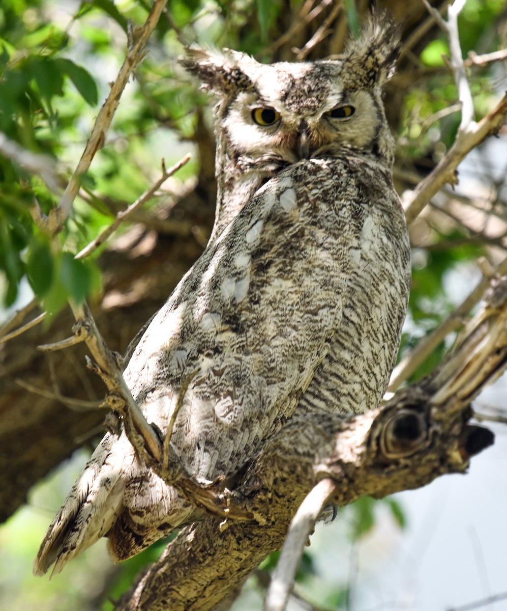 Great Horned Owl - ML621222299