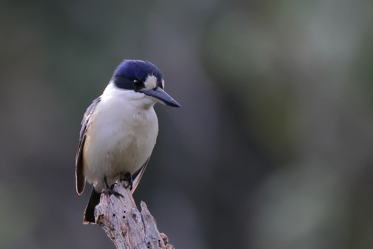 Forest Kingfisher - ML621222303