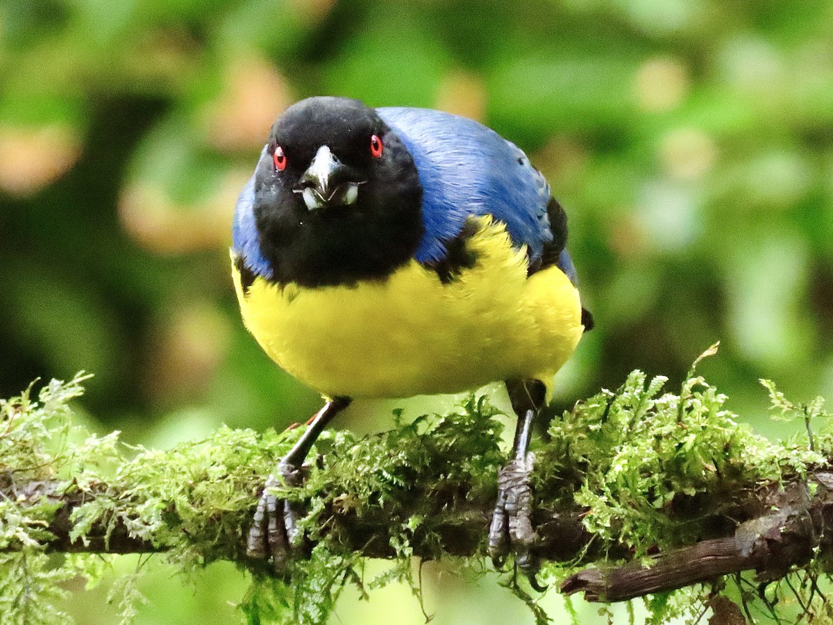 Hooded Mountain Tanager - ML621222314