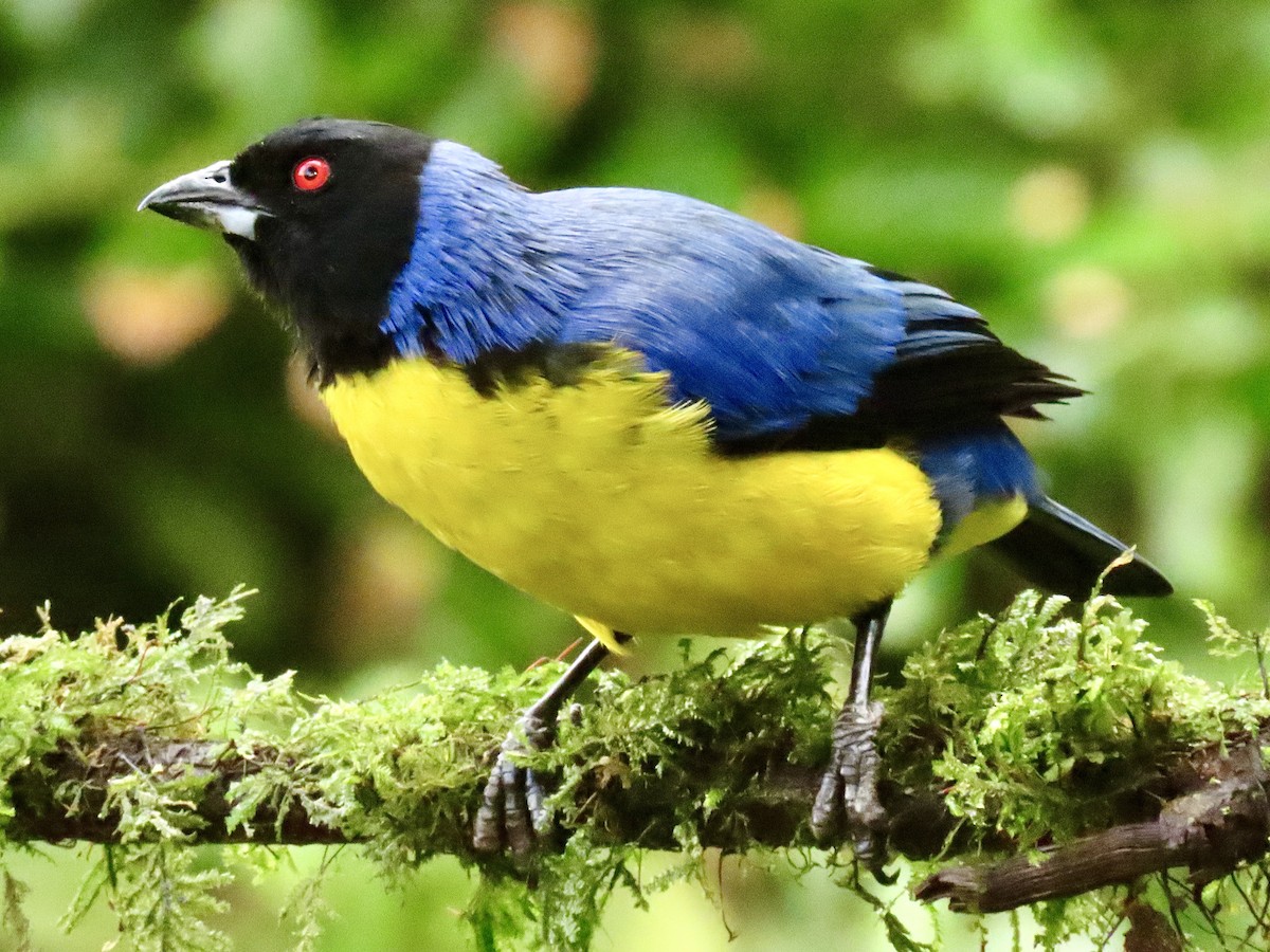 Hooded Mountain Tanager - ML621222315