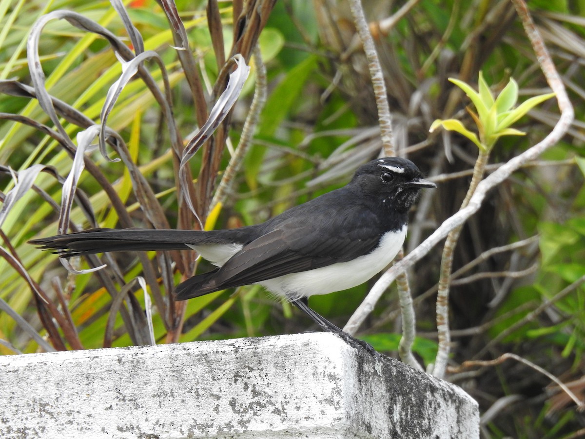 Willie-wagtail - ML621222323