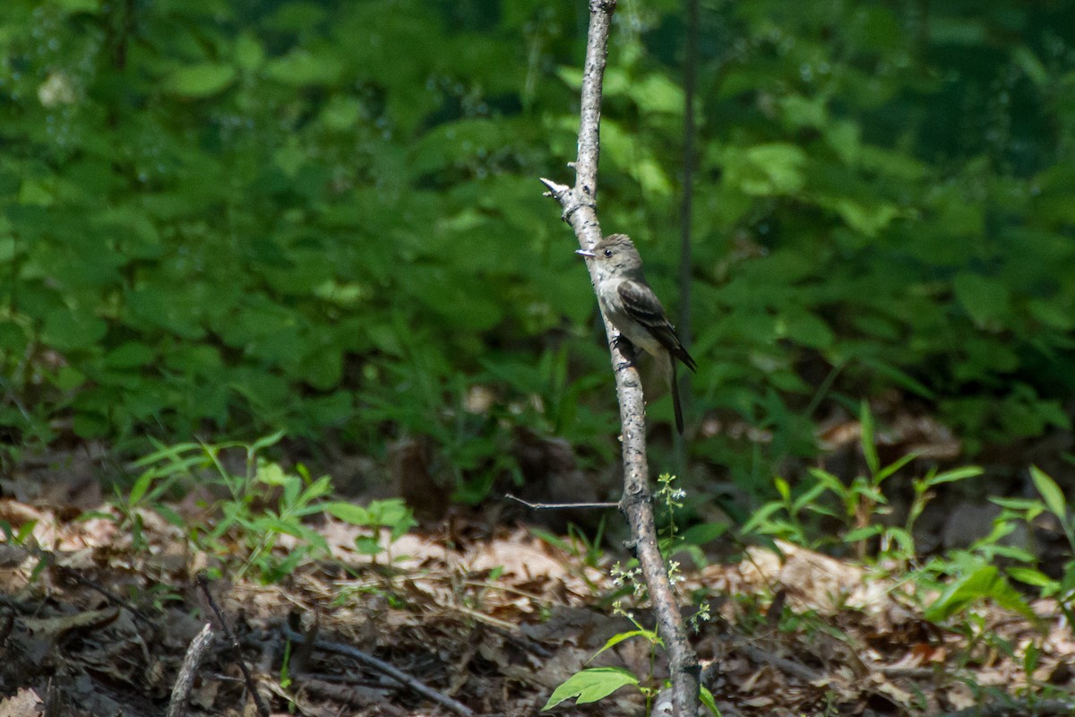 Eastern Wood-Pewee - ML621222325