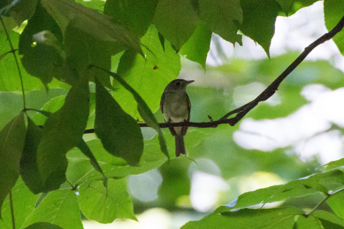 Acadian Flycatcher - ML621222328