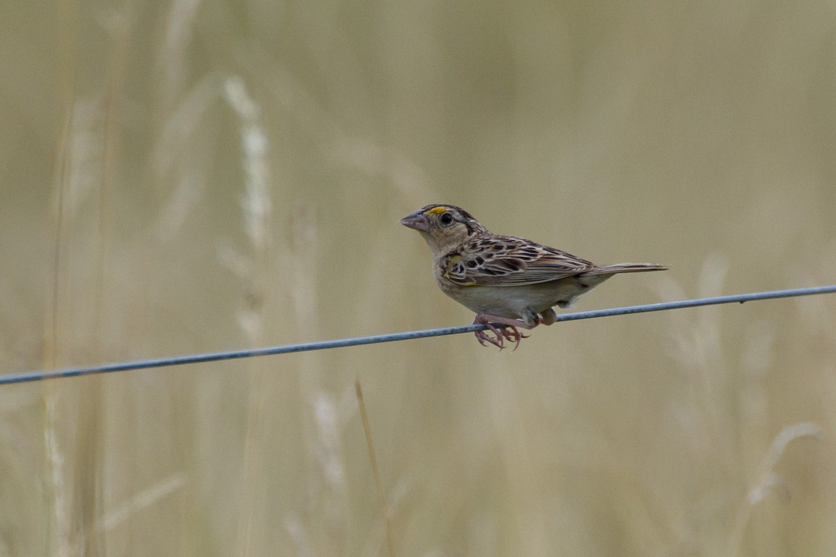 Grasshopper Sparrow - ML621222330