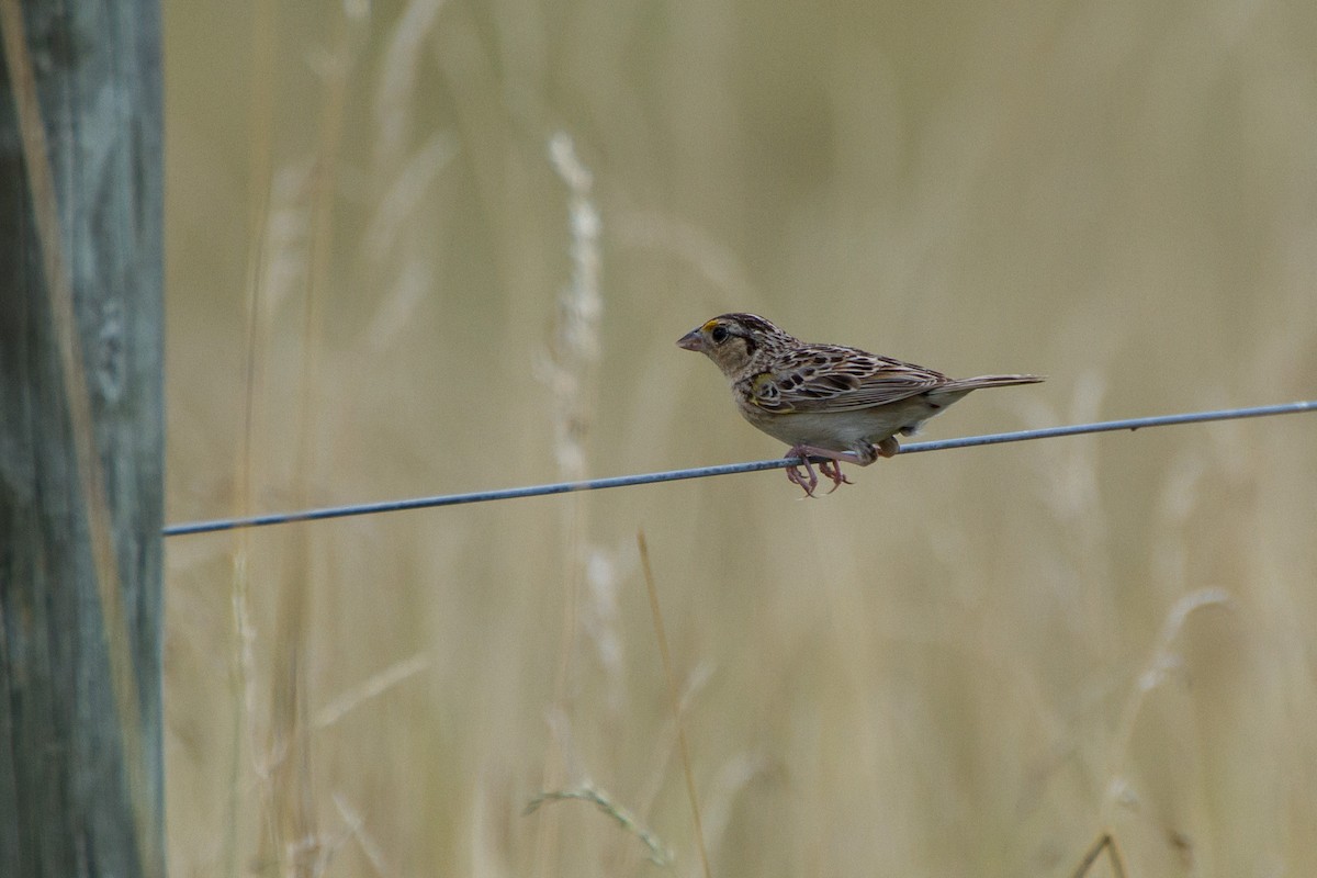 Grasshopper Sparrow - ML621222331