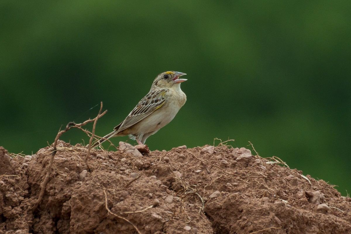 Grasshopper Sparrow - ML621222332