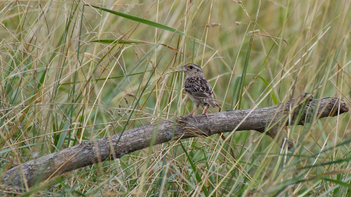 Grasshopper Sparrow - ML621222334