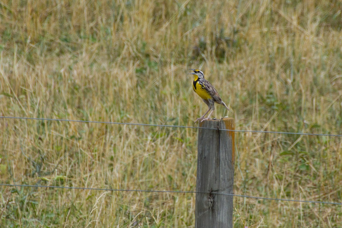 Eastern Meadowlark - ML621222335