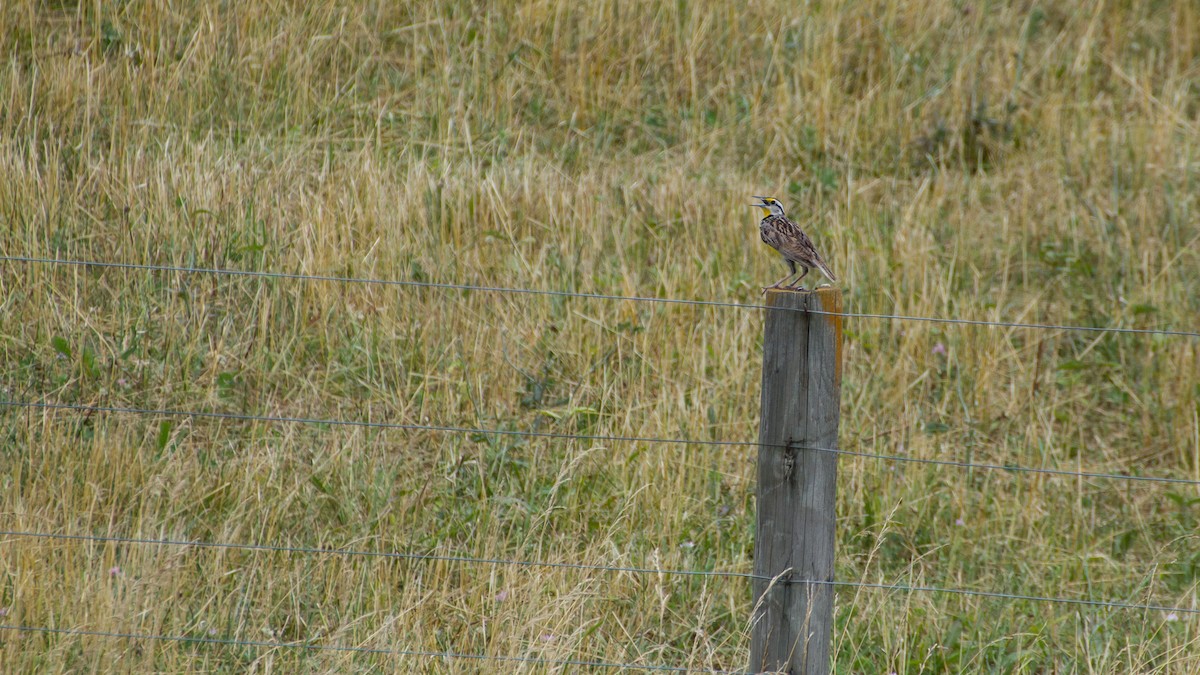 Eastern Meadowlark - ML621222336