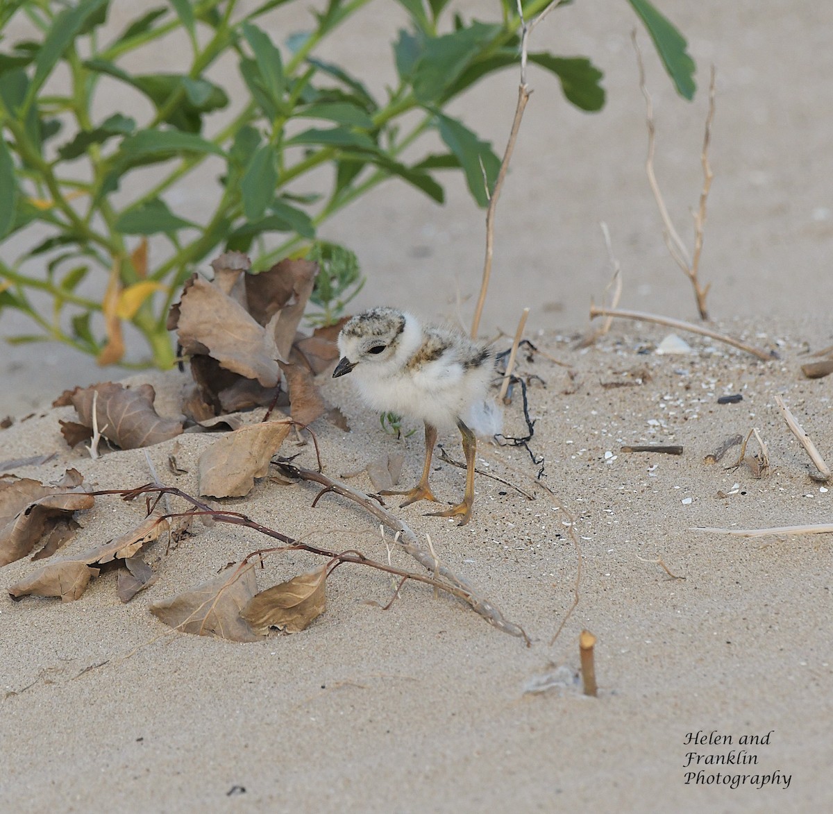 Piping Plover - ML621222337