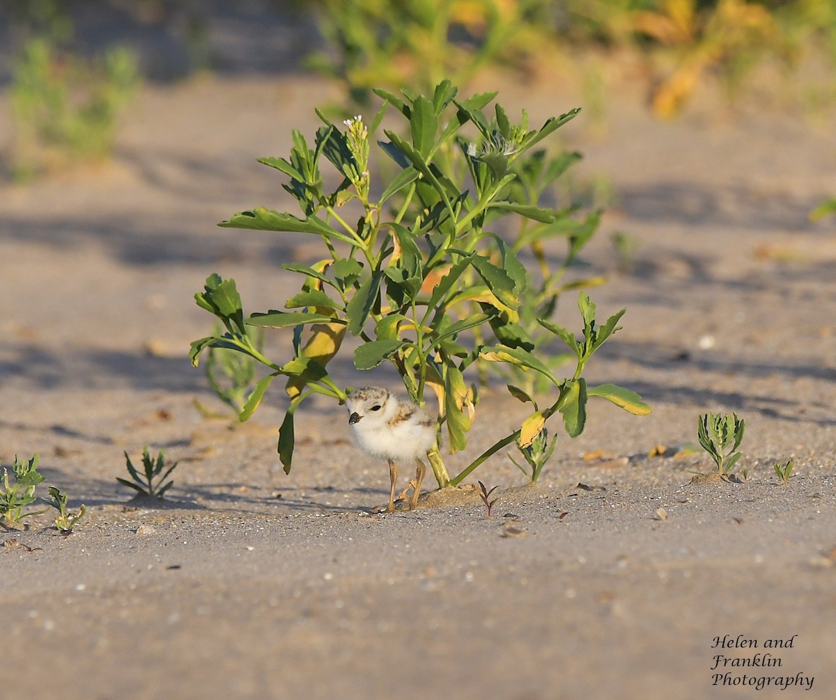 Piping Plover - ML621222346