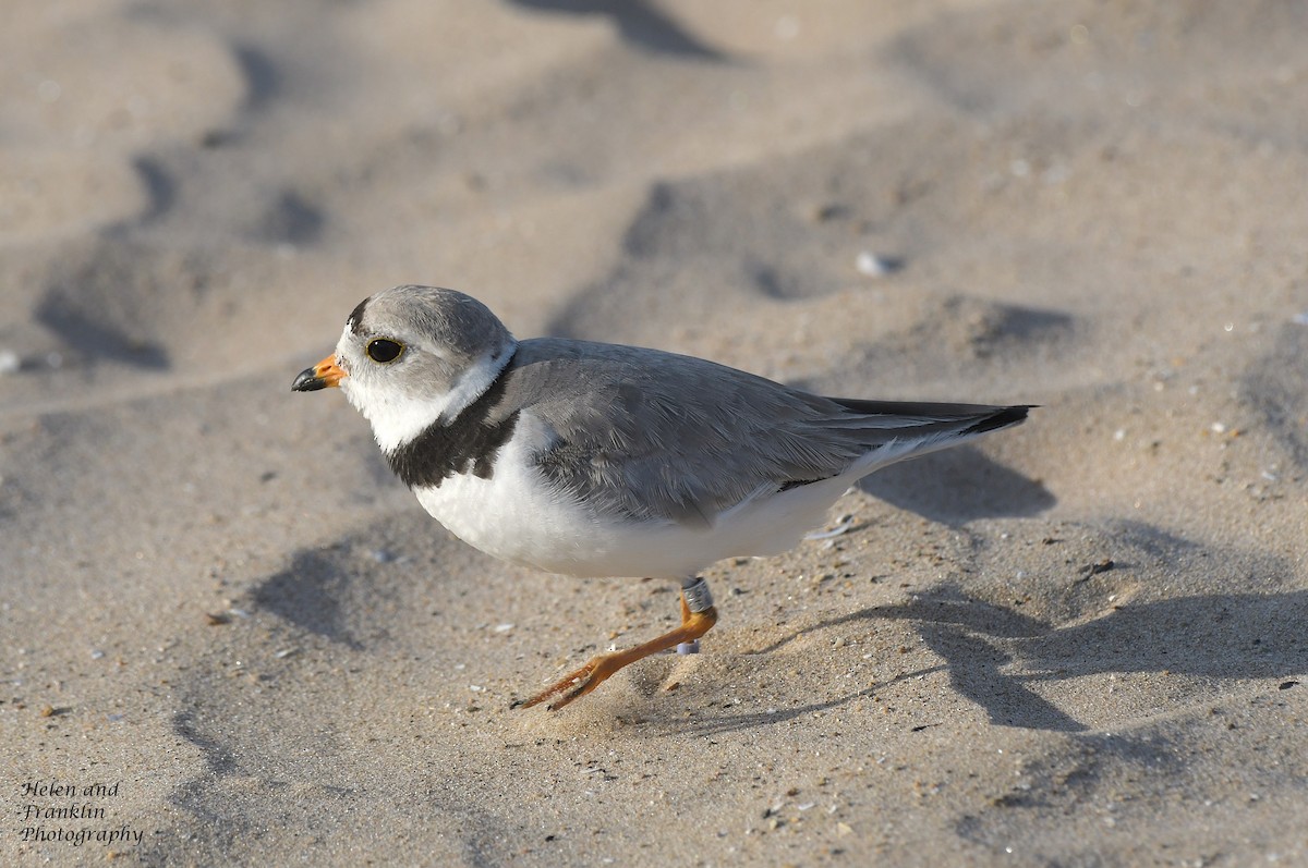 Piping Plover - ML621222358