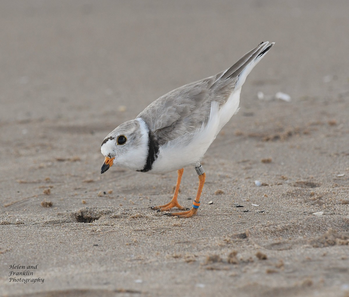 Piping Plover - ML621222363