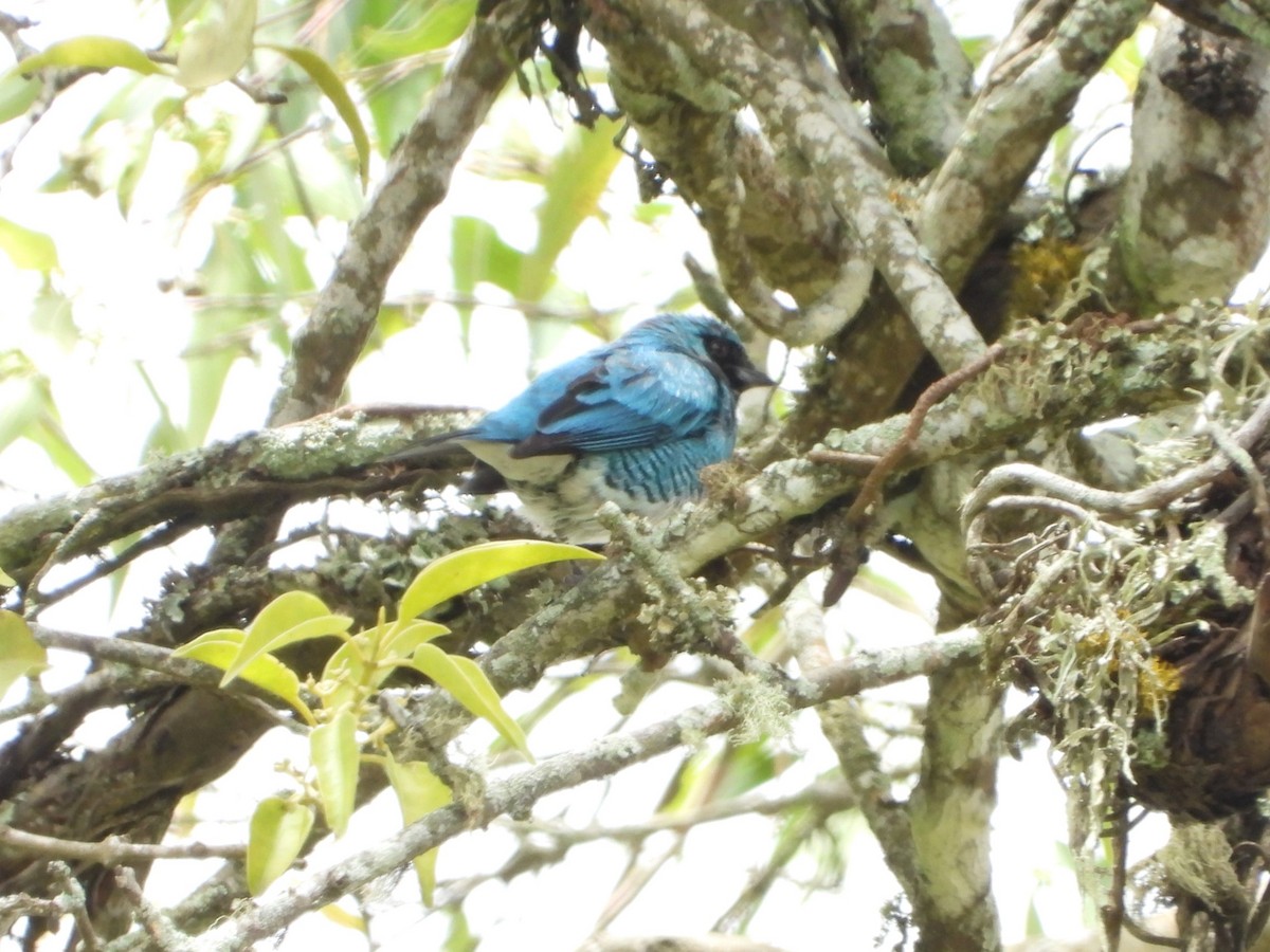 Swallow Tanager - ML621222364