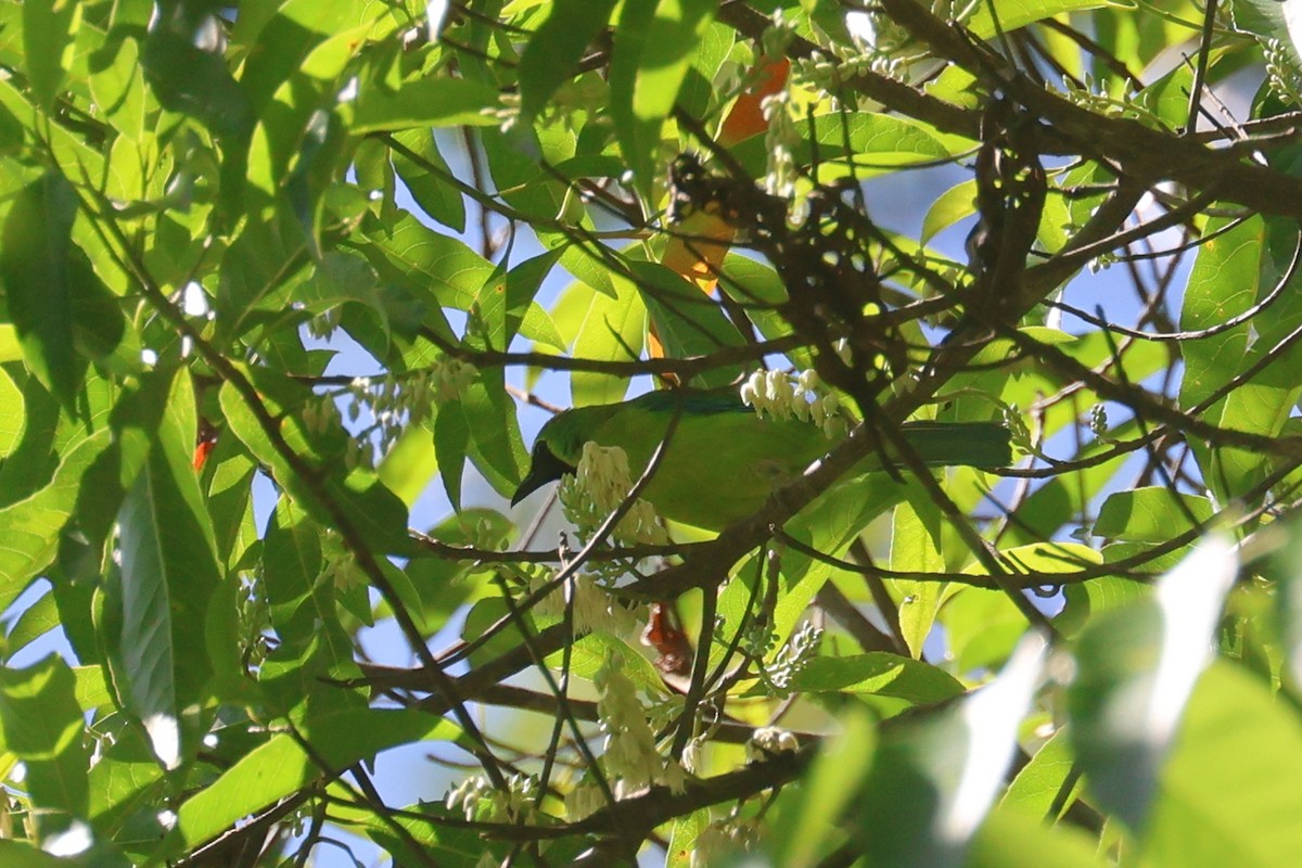 Bornean Leafbird - ML621222392