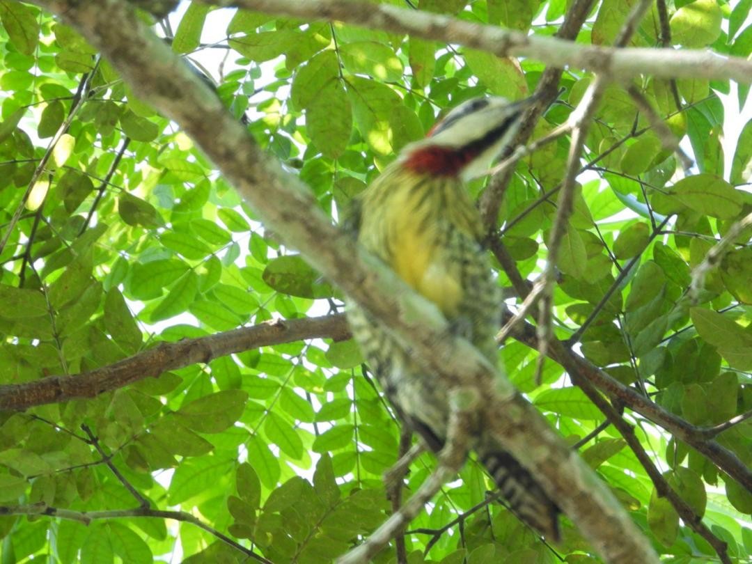 Cuban Green Woodpecker - ML621222398