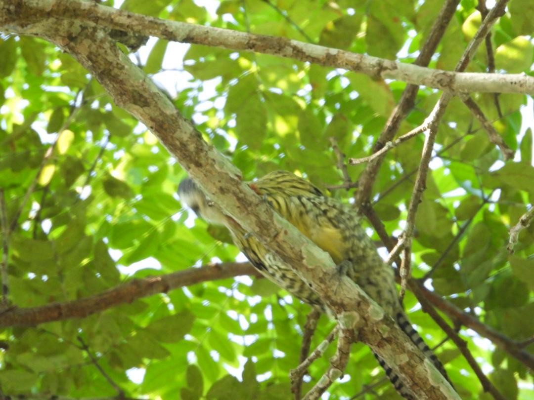 Cuban Green Woodpecker - ML621222399