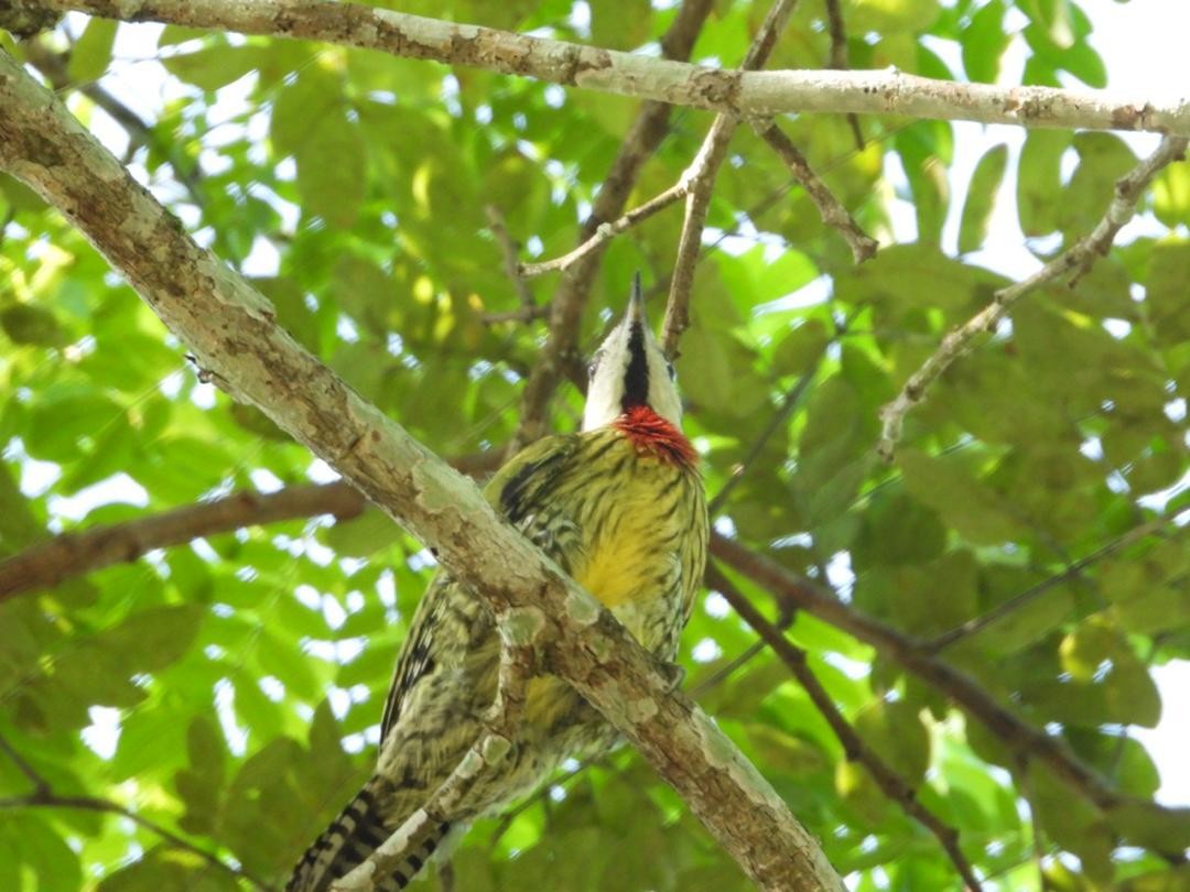 Cuban Green Woodpecker - ML621222400