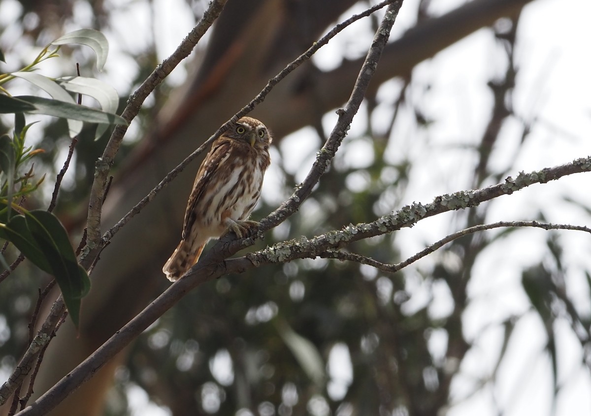 Peruvian Pygmy-Owl - ML621222420