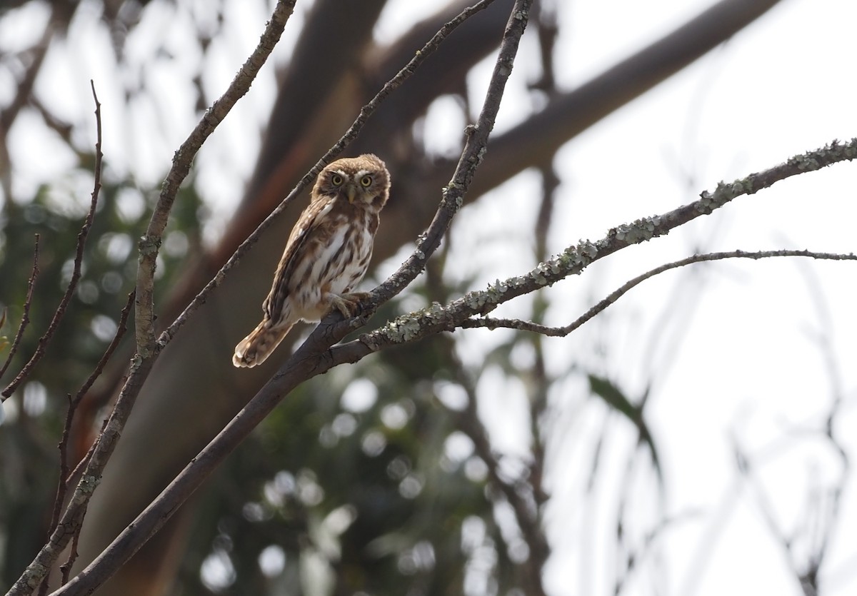 Peruvian Pygmy-Owl - ML621222427