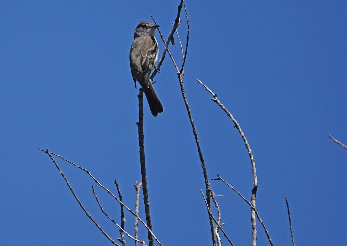 tyranovec vrbový - ML621222462