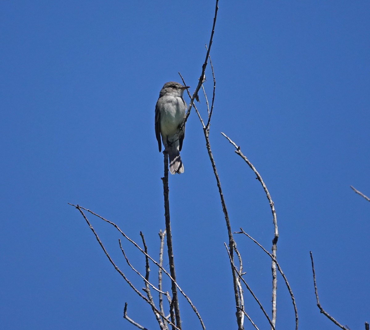 Willow Flycatcher - ML621222463