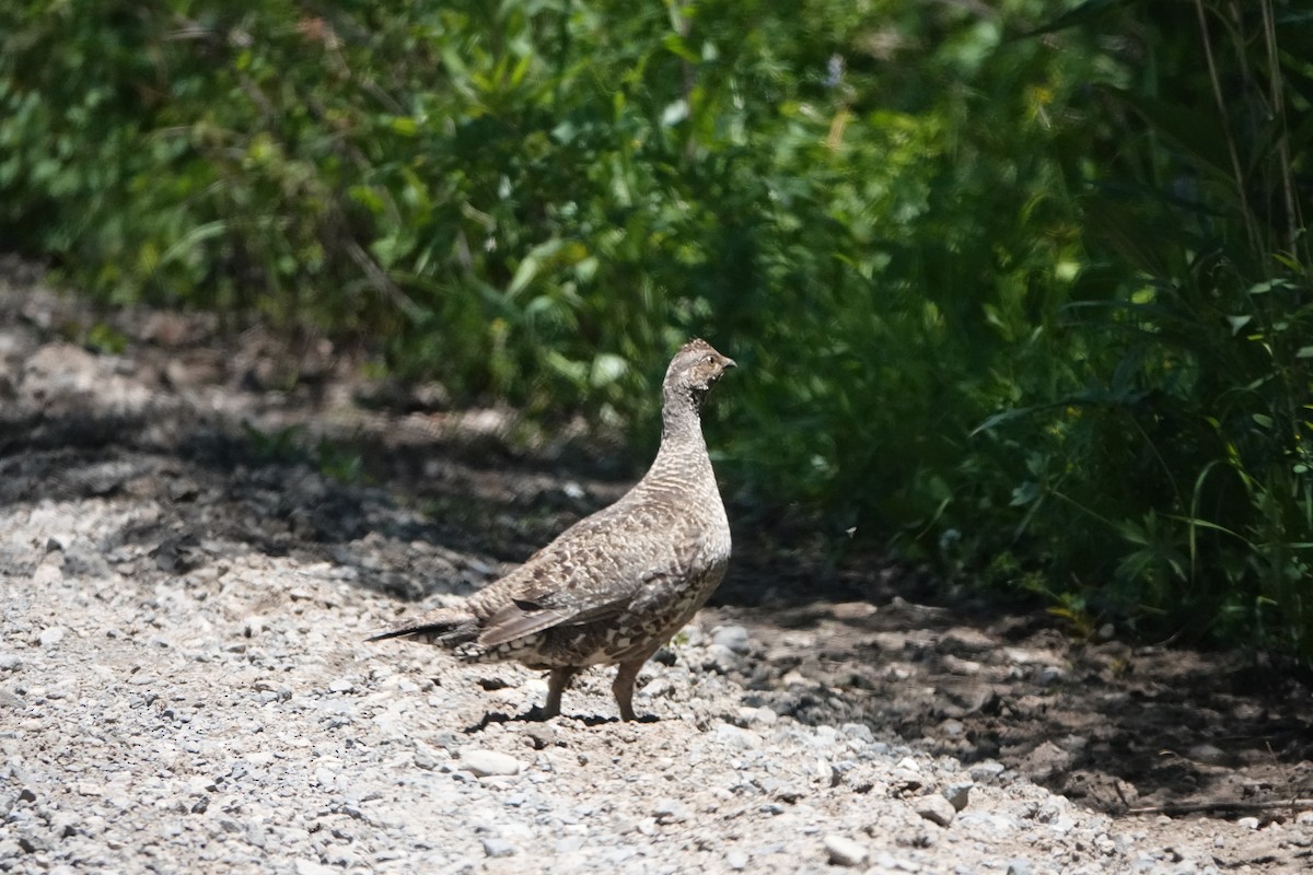 Dusky Grouse - ML621222468