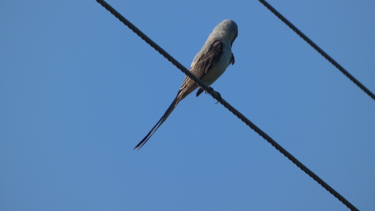 Scissor-tailed Flycatcher - ML621222478